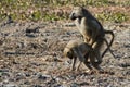 Chacma baboon couple mating in Mana Pools Zimbabwe