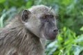 Chacma Baboon