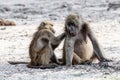 Chacma Baboon grooming