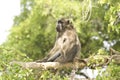 Chacma Baboon in the heart of savannah, Kruger national park, SOUTH AFRICA Royalty Free Stock Photo