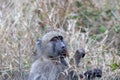 Chacma baboon isolated in the Kruger National Park Royalty Free Stock Photo