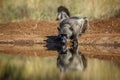 Chacma baboon in Kruger National park, South Africa