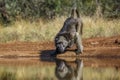 Chacma baboon in Kruger National park, South Africa