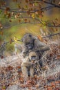 Chacma baboon in Kruger National park, South Africa