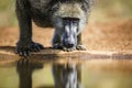 Chacma baboon in Kruger National park, South Africa