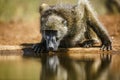 Chacma baboon in Kruger National park, South Africa