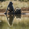 Chacma baboon in Kruger National park, South Africa