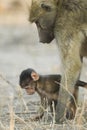 Chacma Baboon mother with baby, Botswana Royalty Free Stock Photo