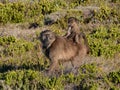 Chacma Baboon Mother And Baby