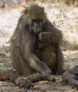 Chacma baboon mother comforts and embraces her young infant