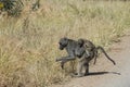 Chacma baboon mother foraging and carrying her young infant on her back in Kruger National Park Royalty Free Stock Photo