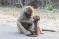 Chacma baboon mother grooming and caring for her infant baby Royalty Free Stock Photo