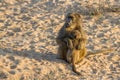 Chacma baboon mother Papio ursinus embracing and hugging baby sitting in a sandy riverbed Royalty Free Stock Photo