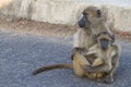 Chacma baboon mother Papio ursinus sitting on the ground holding her cute baby Royalty Free Stock Photo
