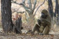 Chacma baboon mother Papio ursinus sitting on the ground holding infant baby eating leaves Royalty Free Stock Photo