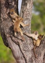 Chacma baboon (Papio cynocephalus) Royalty Free Stock Photo