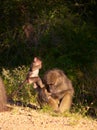 Chacma baboon (Papio cynocephalus) Royalty Free Stock Photo