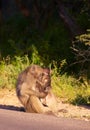 Chacma baboon (Papio cynocephalus) Royalty Free Stock Photo