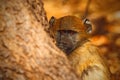 Chacma baboon, Papio hamadryas ursinus, portrait of monkey in the nature habitat, Victoria Falls, Zambezi River, Zimbabwe Royalty Free Stock Photo