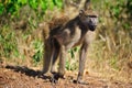 Chacma Baboon (Papio ursinus)