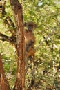 Chacma Baboon (Papio ursinus)