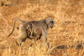 The chacma baboon Papio ursinus, also known as the Cape baboon. Mother baboon with baby under her belly in yellow grass Royalty Free Stock Photo
