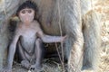 Chacma baboon (Papio ursinus) baby Royalty Free Stock Photo