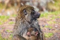 Chacma baboon, Papio ursinus. Bale mountain, Ethiopia wildlife animal