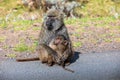 Chacma baboon, Papio ursinus. Bale mountain, Ethiopia wildlife animal