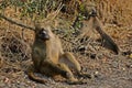 Chacma baboon (Papio ursinus). Royalty Free Stock Photo