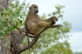 Chacma baboon (Papio ursinus)