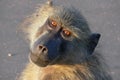 Chacma baboon (Papio ursinus) Royalty Free Stock Photo