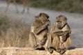 Chacma baboon (Papio ursinus) Royalty Free Stock Photo