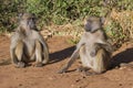 Chacma baboon couple sitting on the ground