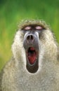 Chacma Baboon, papio ursinus, Portrait of Male Yawning, Kruger Park in South Africa