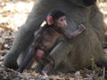 Chacma baboon Royalty Free Stock Photo