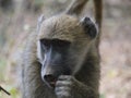 Chacma baboon Royalty Free Stock Photo