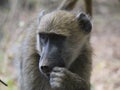 Chacma baboon Royalty Free Stock Photo