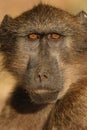 Chacma Baboon Portrait