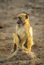 Chacma baboon sits on rock in shade Royalty Free Stock Photo