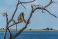 Chacma baboon sitting by river in tree Royalty Free Stock Photo