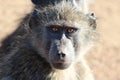 Chacma Baboon stare