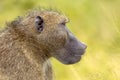 Chacma baboon staring