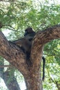 Chacma baboon in a tree