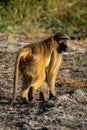 Chacma baboon walks in sunshine with catchlights
