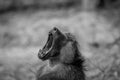 Chacma baboon yawning in the Kruger