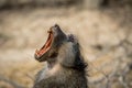 Chacma baboon yawning in the Kruger