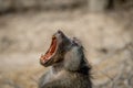 Chacma baboon yawning in the Kruger