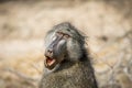 Chacma baboon yawning in the Kruger