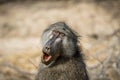 Chacma baboon yawning in the Kruger